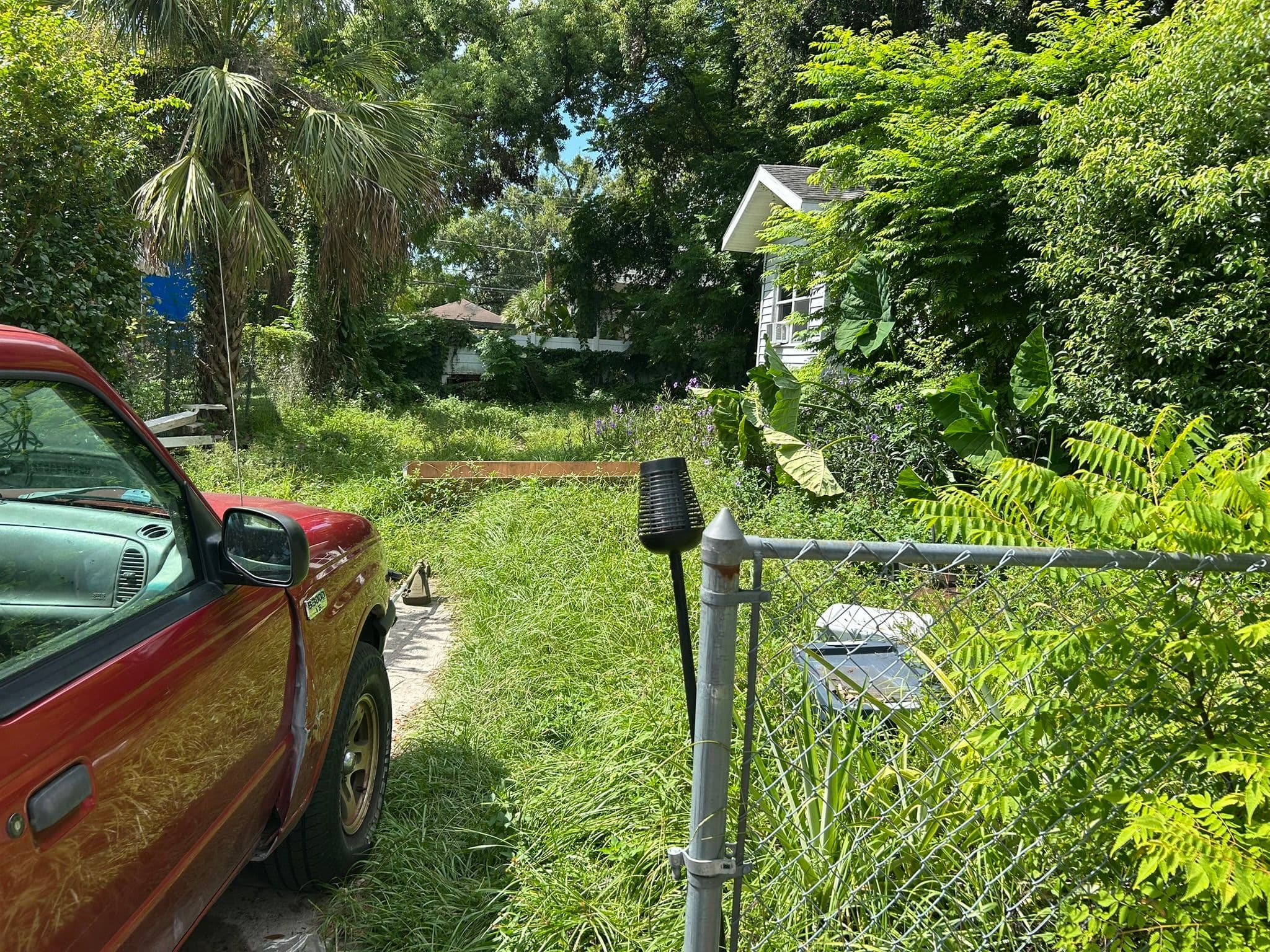 Before — Dense Growth Cleared